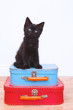 Black Kitten Sitting Atop Luggage on White