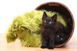 Curious Kittens Inside a Basket on White