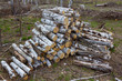 heap of birch logs in a forest