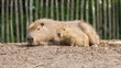 Close up of a Capybara and a baby