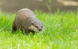Foto: Wet otter is standing in the green grass Wet otter is standing in the green grass