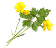 Hahnenfuss; Ranunculus acris