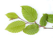 Foto: Hainbuche, Carpinus betulus Hainbuche, Carpinus betulus