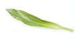 Herbstzeitlose, Colchicum autumnale