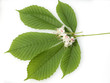 Kastanienblatt, Kastanie; Rosskastanie; Aesculus hippocastanum