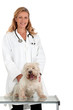 Foto: Veterinarian Veterinarian