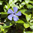 Kleines Immergruen, Vinca minor