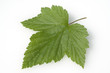 Foto: Schwarze Johannisbeeren, Ribes nigrum Schwarze Johannisbeeren, Ribes nigrum