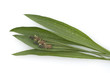 Spitzwegerich, Plantago Lanceolata