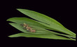 Spitzwegerich, Plantago Lanceolata