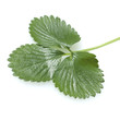 Foto: Walderdbeere, Fragaria vesca Walderdbeere, Fragaria vesca