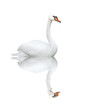 Mute swan