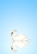 Mute swan