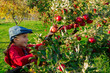 Young girl picking organic Apples into the Basket.Orchard.