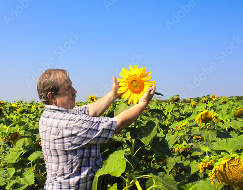 Photo: Elderly farmer and sunflowers Elderly farmer and sunflowers