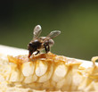 bee
