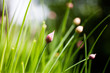 Foto: Chives Chives