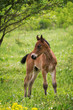 Photo: Foal Foal