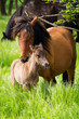 Horse family