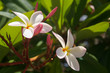 Frangipani Flowers