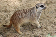 Fleissiger Präriehund (prairie dog)