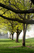 Photo: Trees in a row taken on foggy spring morning Trees in a row taken on foggy spring morning