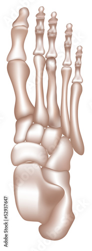 Vector: Bones of the foot Bones of the foot