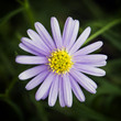 Photo: Chrysanthemum flower Chrysanthemum flower