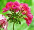 Photo: Red pelargonium flower Red pelargonium flower
