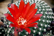 Photo: Flowering cactus rebutia deminuta Flowering cactus rebutia deminuta