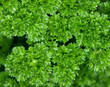 parsley