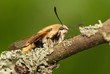 Foto: Hemaris Tityus Hemaris Tityus