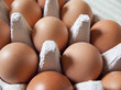 oeufs bio frais