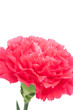Pink carnation isolated on white background
