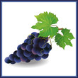 Realistic black grape with green leaves