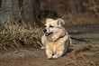 Mischlingshund