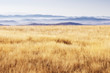 Scenery - highland grass