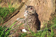 Photo: Small grey striped hair kitten on green grass Small grey striped hair kitten on green grass