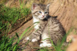 Photo: Small grey striped hair kitten on green grass Small grey striped hair kitten on green grass