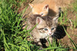 Photo: Playing small cats Playing small cats