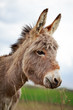 Grey donkey in field