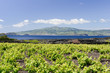 Autour des vignes de l'île du Pico aux Açores