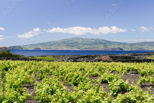 Photo: Autour des vignes de l'île du Pico aux Açores Autour des vignes de l'île du Pico aux Açores