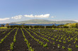 Autour des vignes de l'île du Pico aux Açores