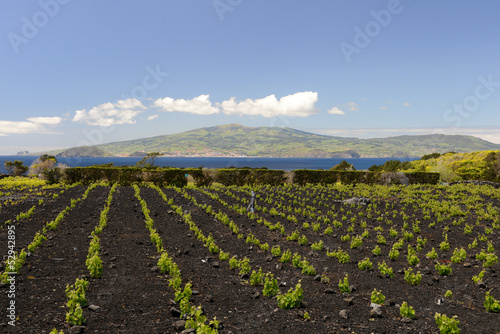 Photo: Autour des vignes de l'île du Pico aux Açores Autour des vignes de l'île du Pico aux Açores