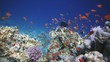 Coral and fish in the Red Sea, Egypt