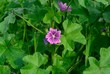 Mallow Malva sylvestris