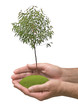 tree in hands