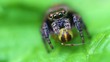 Springspinne - Salticidae - Supermakro