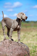 wemaraner puppy portrait